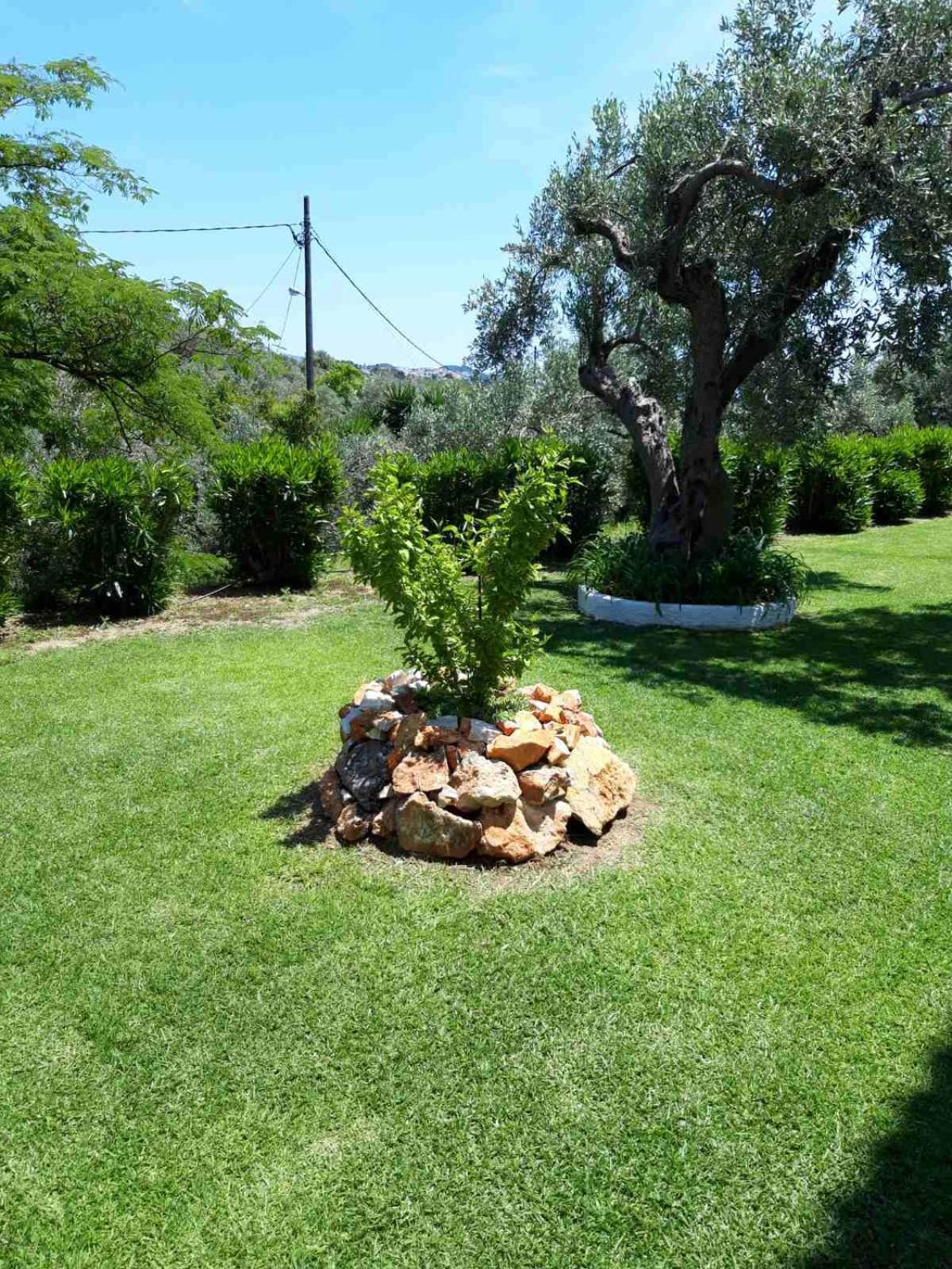 Olive Grove Studios Megali Ammos  Dış mekan fotoğraf
