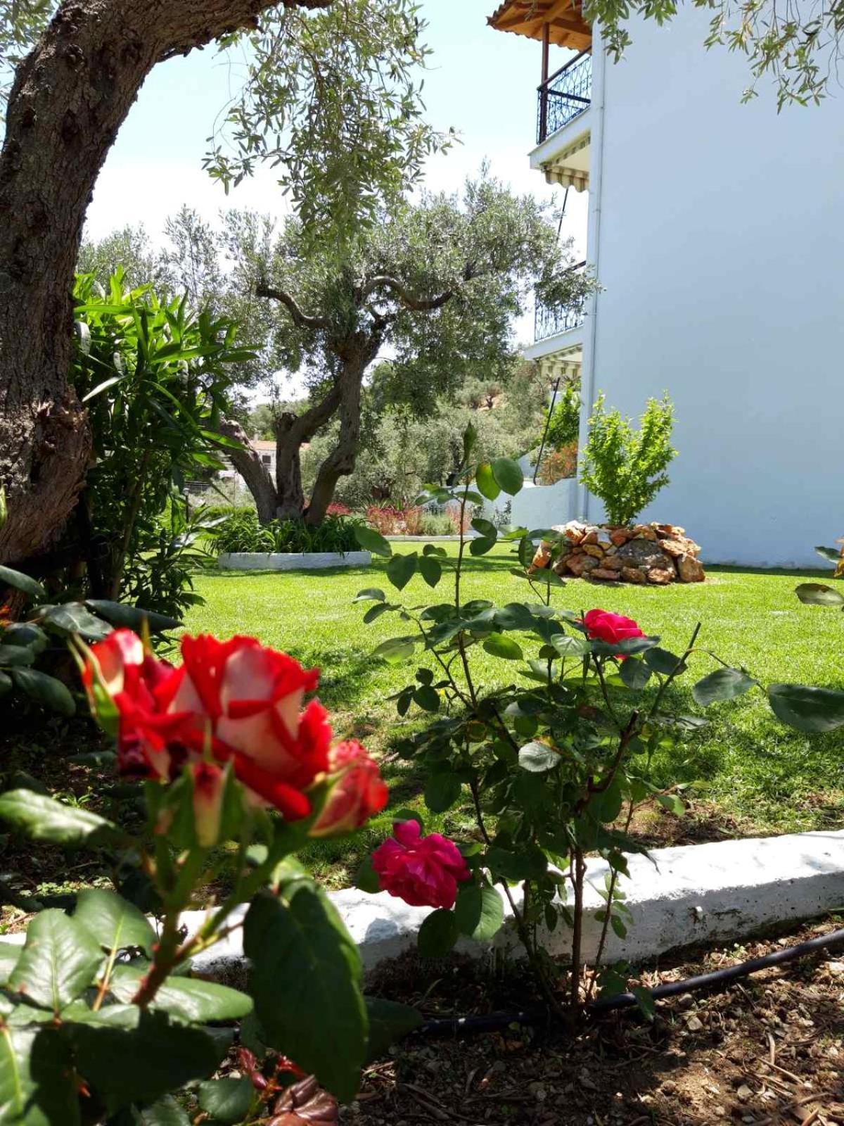 Olive Grove Studios Megali Ammos  Dış mekan fotoğraf