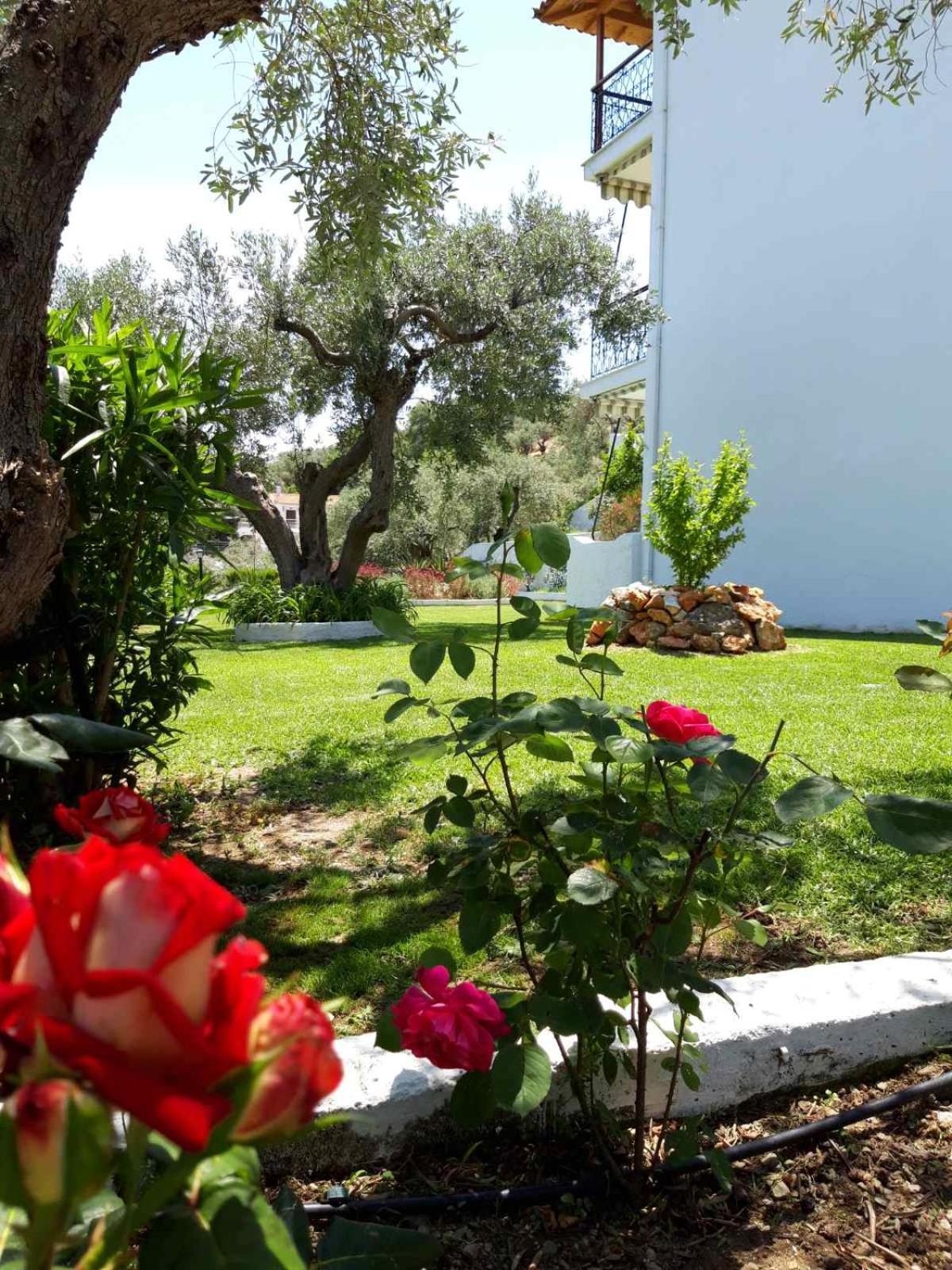 Olive Grove Studios Megali Ammos  Dış mekan fotoğraf